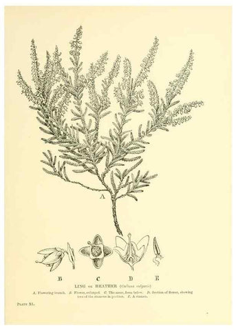 Reproducción/Reproduction 48635584853: Trees and shrubs of the British Isles;. LondonDent1909. 