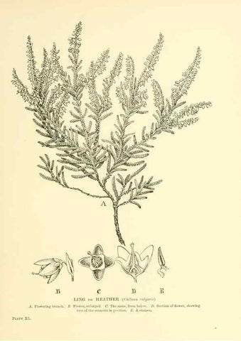 Reproducción/Reproduction 48635584853: Trees and shrubs of the British Isles;. LondonDent1909. 