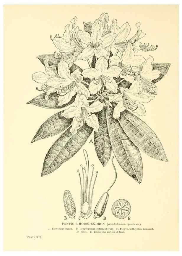 Reproducción/Reproduction 48636085747: Trees and shrubs of the British Isles;. LondonDent1909. 