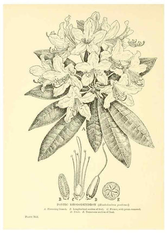 Reproducción/Reproduction 48636085747: Trees and shrubs of the British Isles;. LondonDent1909. 