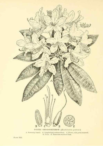 Reproducción/Reproduction 48636085747: Trees and shrubs of the British Isles;. LondonDent1909. 