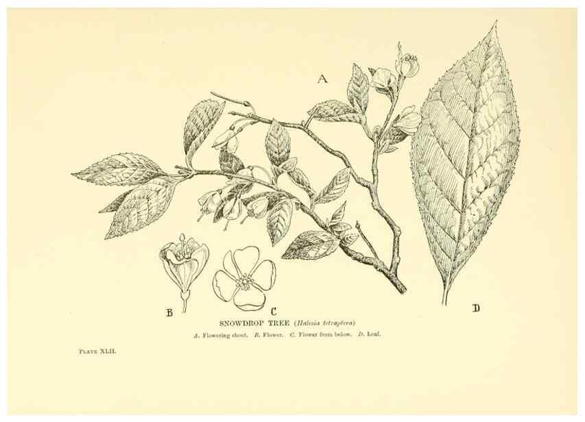 Reproducción/Reproduction 48635585563: Trees and shrubs of the British Isles;. LondonDent1909. 