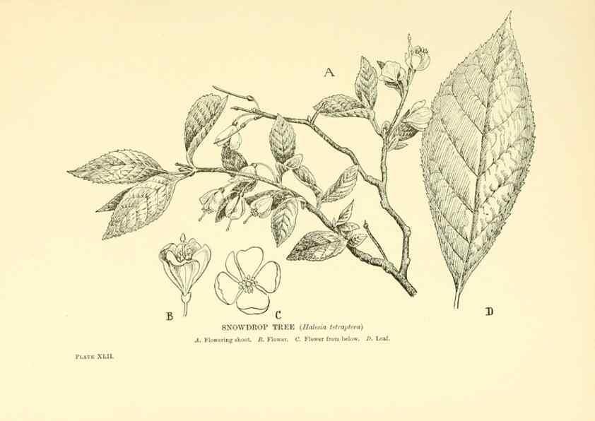 Reproducción/Reproduction 48635585563: Trees and shrubs of the British Isles;. LondonDent1909. 