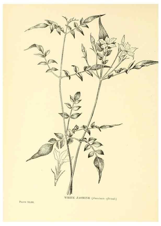Reproducción/Reproduction 48635943791: Trees and shrubs of the British Isles;. LondonDent1909. 