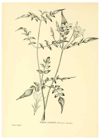 Reproducción/Reproduction 48635943791: Trees and shrubs of the British Isles;. LondonDent1909. 