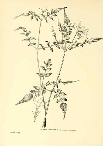 Reproducción/Reproduction 48635943791: Trees and shrubs of the British Isles;. LondonDent1909. 