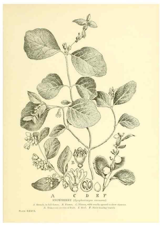 Reproducción/Reproduction 48635941186: Trees and shrubs of the British Isles;. LondonDent1909. 
