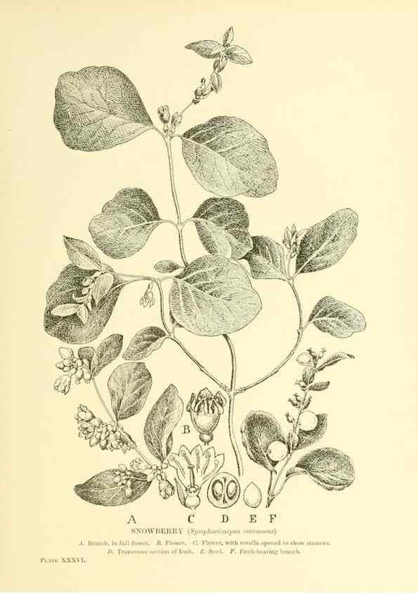 Reproducción/Reproduction 48635941186: Trees and shrubs of the British Isles;. LondonDent1909. 