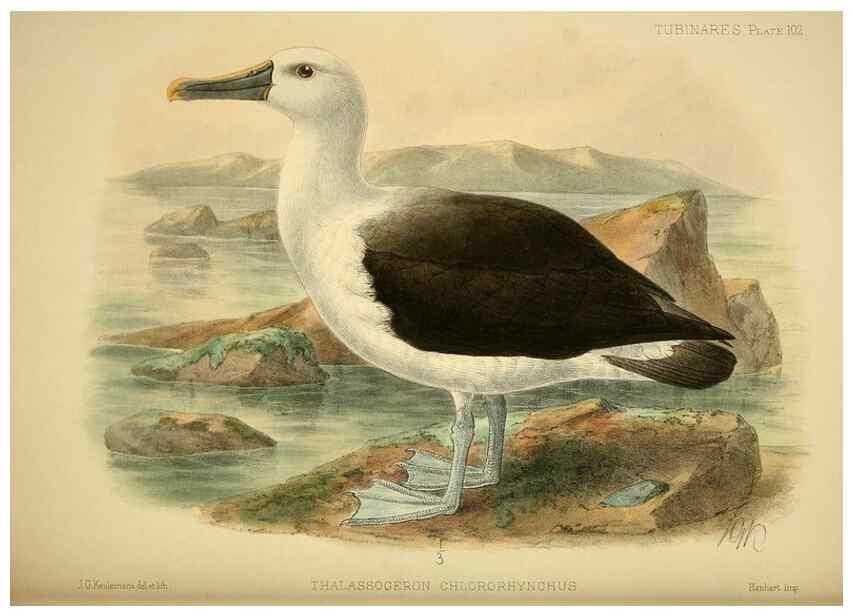 Reproducción/Reproduction 46913625244: A monograph of the petrels (order Tubinares) /. London :Witherby & Co. ...,1907-1910.. 