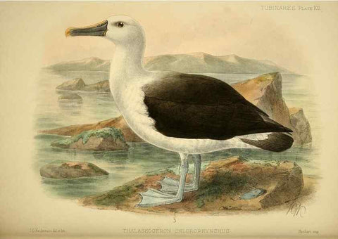 Reproducción/Reproduction 46913625244: A monograph of the petrels (order Tubinares) /. London :Witherby & Co. ...,1907-1910.. 