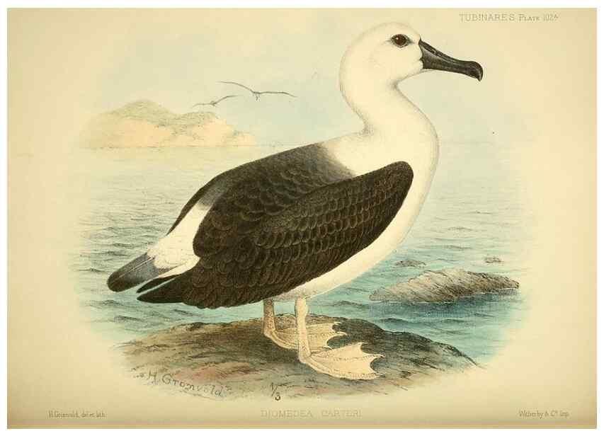 Reproducción/Reproduction 46913625754: A monograph of the petrels (order Tubinares) /. London :Witherby & Co. ...,1907-1910.. 