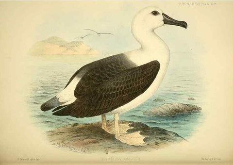 Reproducción/Reproduction 46913625754: A monograph of the petrels (order Tubinares) /. London :Witherby & Co. ...,1907-1910.. 