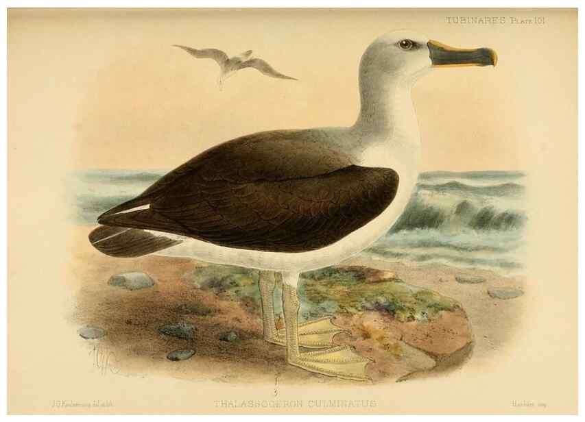 Reproducción/Reproduction 47637921651: A monograph of the petrels (order Tubinares) /. London :Witherby & Co. ...,1907-1910.. 
