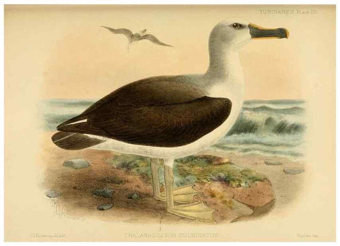 Reproducción/Reproduction 47637921651: A monograph of the petrels (order Tubinares) /. London :Witherby & Co. ...,1907-1910.. 