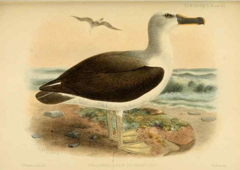 Reproducción/Reproduction 47637921651: A monograph of the petrels (order Tubinares) /. London :Witherby & Co. ...,1907-1910.. 