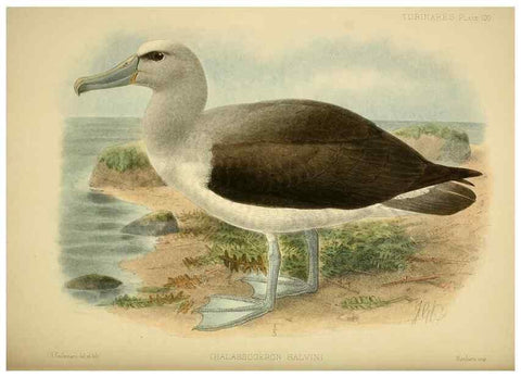 Reproducción/Reproduction 47637921181: A monograph of the petrels (order Tubinares) /. London :Witherby & Co. ...,1907-1910.. 