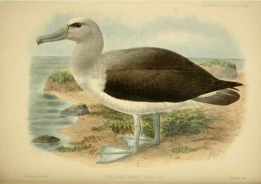 Reproducción/Reproduction 47637921181: A monograph of the petrels (order Tubinares) /. London :Witherby & Co. ...,1907-1910.. 