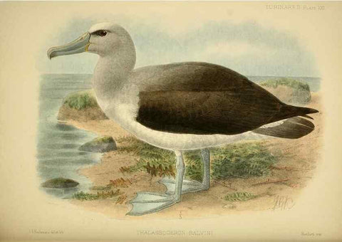 Reproducción/Reproduction 47637921181: A monograph of the petrels (order Tubinares) /. London :Witherby & Co. ...,1907-1910.. 