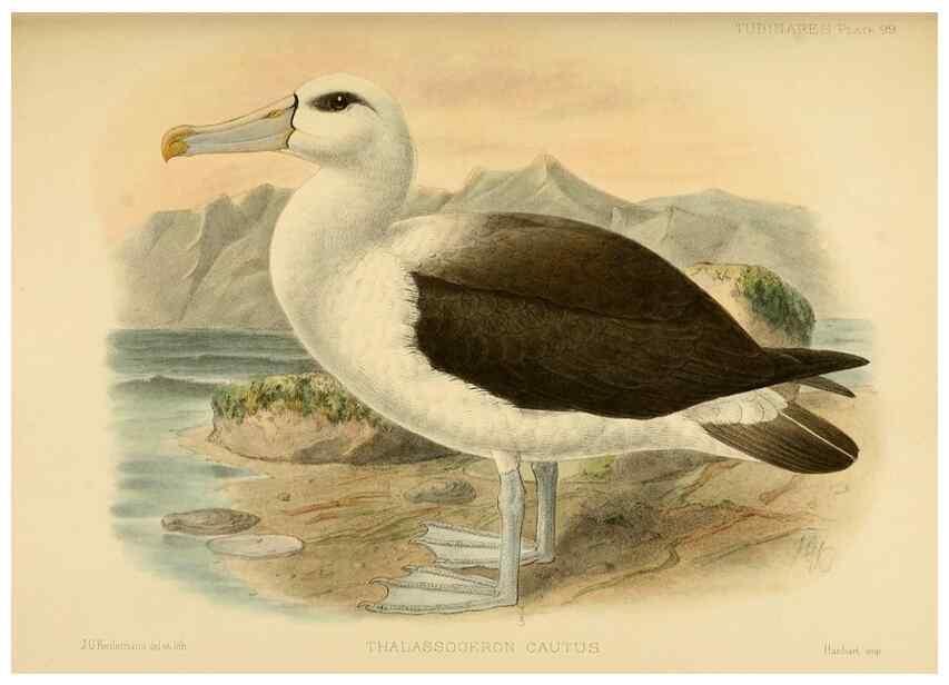 Reproducción/Reproduction 33760466818: A monograph of the petrels (order Tubinares) /. London :Witherby & Co. ...,1907-1910.. 