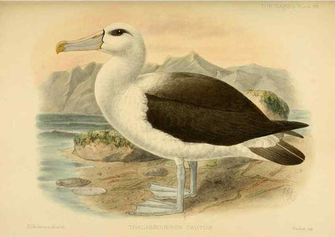 Reproducción/Reproduction 33760466818: A monograph of the petrels (order Tubinares) /. London :Witherby & Co. ...,1907-1910.. 