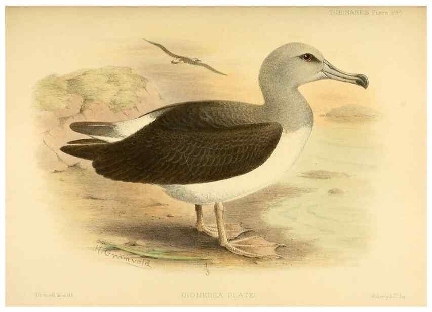 Reproducción/Reproduction 47637920111: A monograph of the petrels (order Tubinares) /. London :Witherby & Co. ...,1907-1910.. 