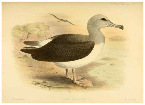 Reproducción/Reproduction 47637920111: A monograph of the petrels (order Tubinares) /. London :Witherby & Co. ...,1907-1910.. 