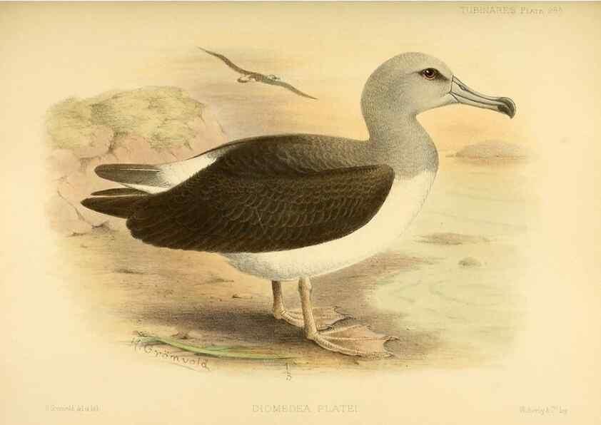 Reproducción/Reproduction 47637920111: A monograph of the petrels (order Tubinares) /. London :Witherby & Co. ...,1907-1910.. 