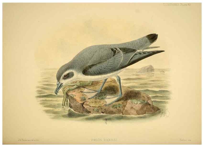 Reproducción/Reproduction 46722216655: A monograph of the petrels (order Tubinares) /. London :Witherby & Co. ...,1907-1910.. 