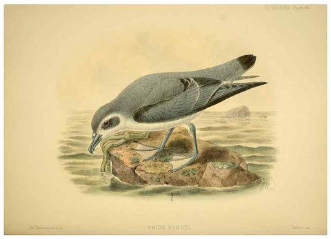 Reproducción/Reproduction 46722216655: A monograph of the petrels (order Tubinares) /. London :Witherby & Co. ...,1907-1910.. 