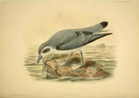 Reproducción/Reproduction 46722216655: A monograph of the petrels (order Tubinares) /. London :Witherby & Co. ...,1907-1910.. 