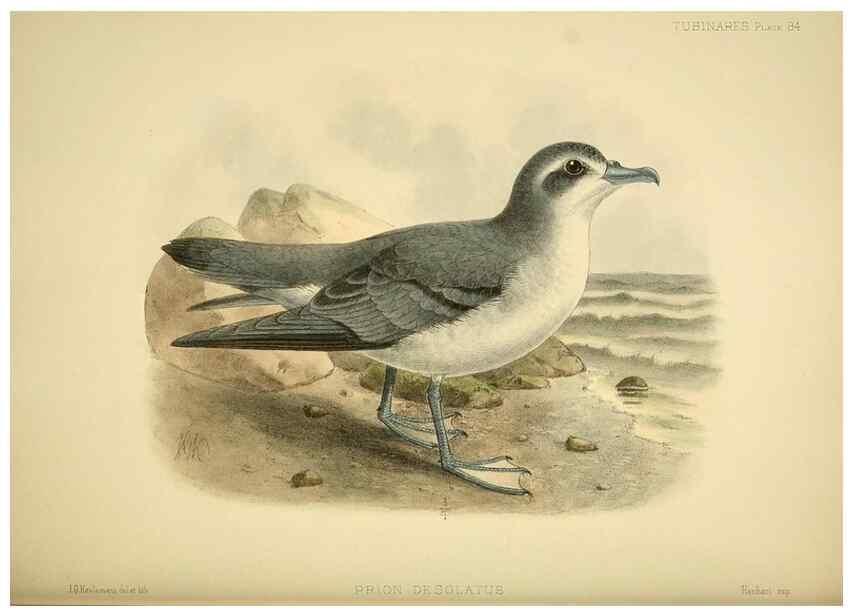 Reproducción/Reproduction 46913614684: A monograph of the petrels (order Tubinares) /. London :Witherby & Co. ...,1907-1910.. 