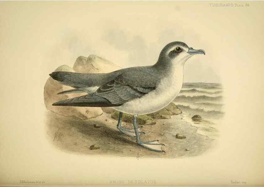Reproducción/Reproduction 46913614684: A monograph of the petrels (order Tubinares) /. London :Witherby & Co. ...,1907-1910.. 
