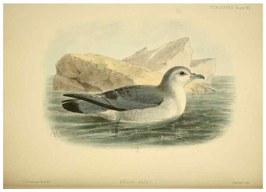 Reproducción/Reproduction 32695298227: A monograph of the petrels (order Tubinares) /. London :Witherby & Co. ...,1907-1910.. 