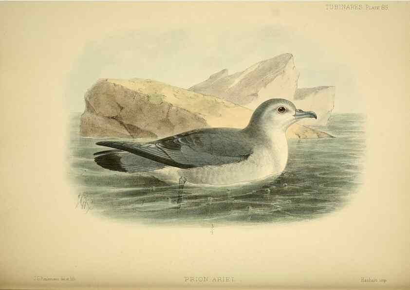 Reproducción/Reproduction 32695298227: A monograph of the petrels (order Tubinares) /. London :Witherby & Co. ...,1907-1910.. 