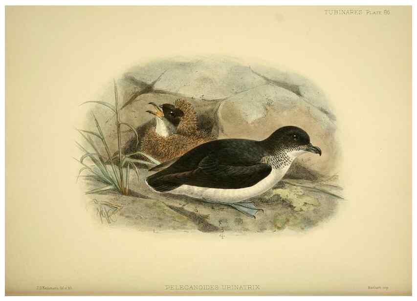 Reproducción/Reproduction 33760461638: A monograph of the petrels (order Tubinares) /. London :Witherby & Co. ...,1907-1910.. 