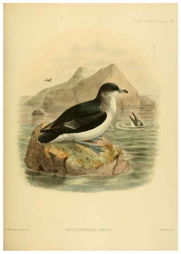 Reproducción/Reproduction 32695298937: A monograph of the petrels (order Tubinares) /. London :Witherby & Co. ...,1907-1910.. 
