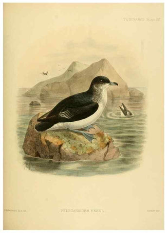 Reproducción/Reproduction 32695298937: A monograph of the petrels (order Tubinares) /. London :Witherby & Co. ...,1907-1910.. 