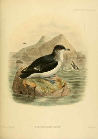 Reproducción/Reproduction 32695298937: A monograph of the petrels (order Tubinares) /. London :Witherby & Co. ...,1907-1910.. 