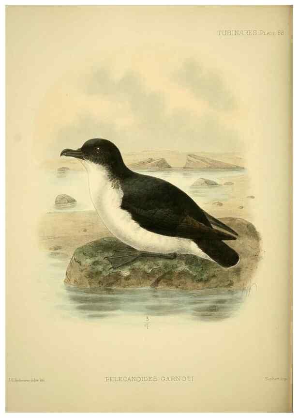 Reproducción/Reproduction 47637915851: A monograph of the petrels (order Tubinares) /. London :Witherby & Co. ...,1907-1910.. 