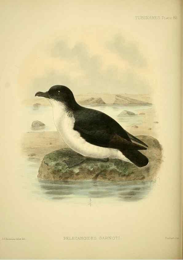 Reproducción/Reproduction 47637915851: A monograph of the petrels (order Tubinares) /. London :Witherby & Co. ...,1907-1910.. 