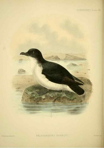 Reproducción/Reproduction 47637915851: A monograph of the petrels (order Tubinares) /. London :Witherby & Co. ...,1907-1910.. 