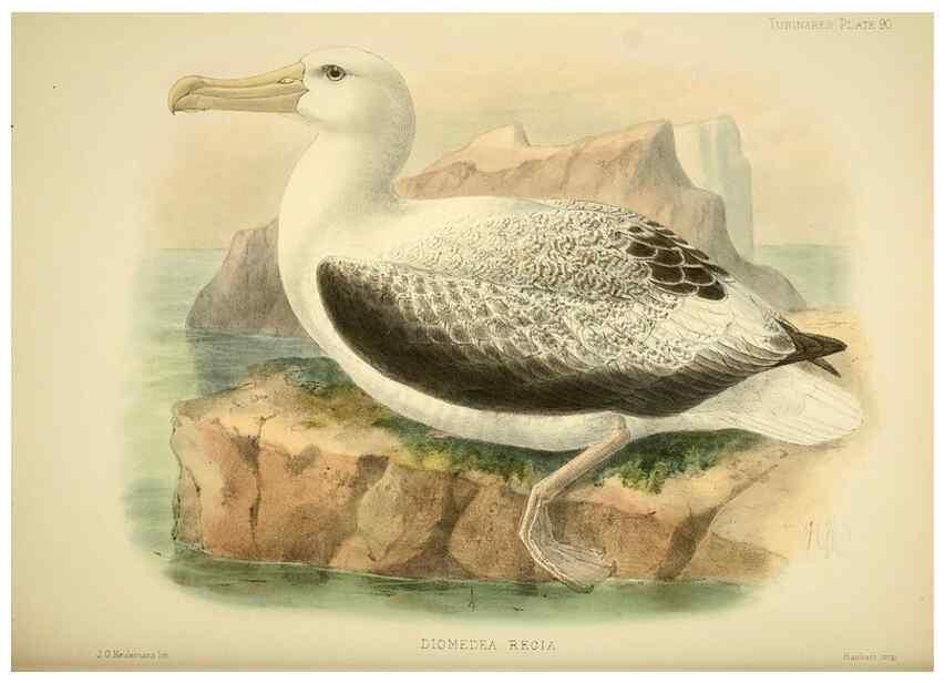 Reproducción/Reproduction 47637916521: A monograph of the petrels (order Tubinares) /. London :Witherby & Co. ...,1907-1910.. 