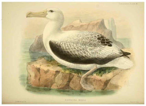 Reproducción/Reproduction 47637916521: A monograph of the petrels (order Tubinares) /. London :Witherby & Co. ...,1907-1910.. 
