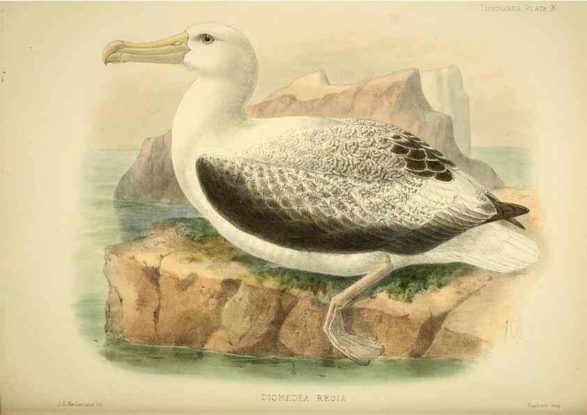 Reproducción/Reproduction 47637916521: A monograph of the petrels (order Tubinares) /. London :Witherby & Co. ...,1907-1910.. 