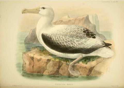 Reproducción/Reproduction 47637916521: A monograph of the petrels (order Tubinares) /. London :Witherby & Co. ...,1907-1910.. 