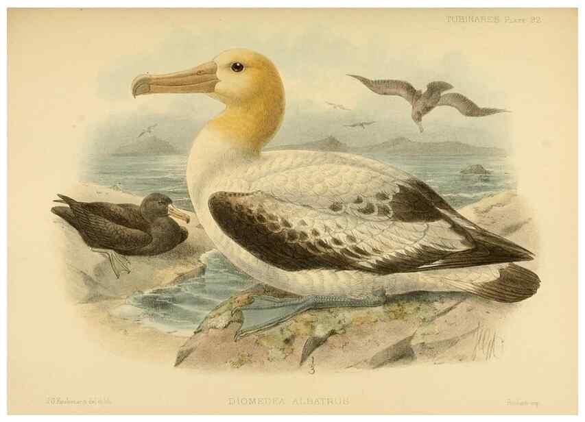 Reproducción/Reproduction 47637917101: A monograph of the petrels (order Tubinares) /. London :Witherby & Co. ...,1907-1910.. 