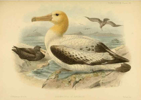 Reproducción/Reproduction 47637917101: A monograph of the petrels (order Tubinares) /. London :Witherby & Co. ...,1907-1910.. 
