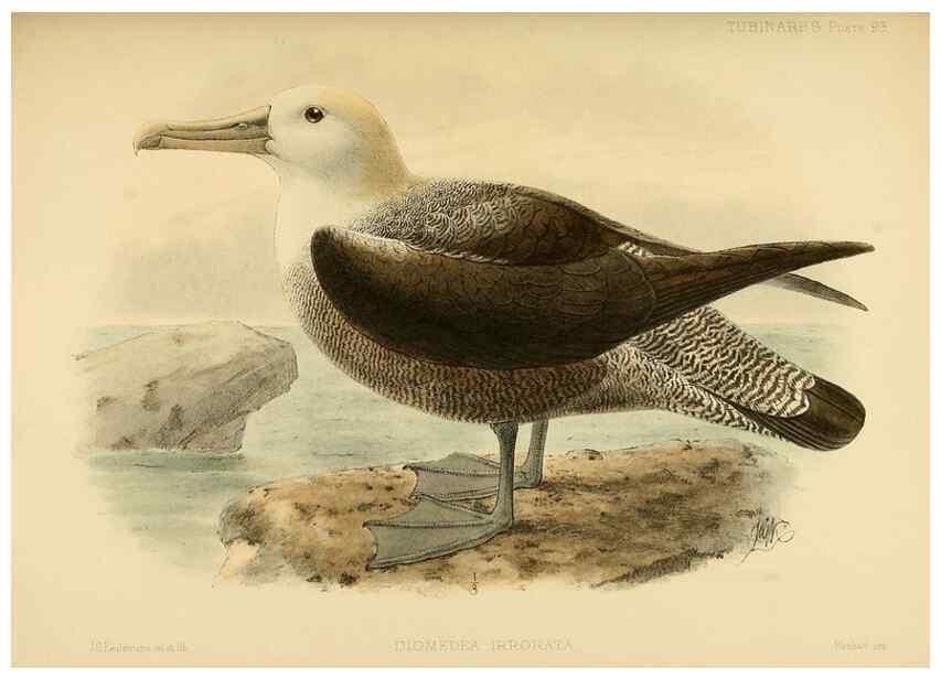 Reproducción/Reproduction 46913619904: A monograph of the petrels (order Tubinares) /. London :Witherby & Co. ...,1907-1910.. 