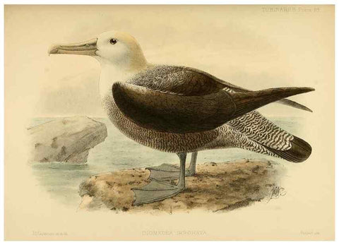 Reproducción/Reproduction 46913619904: A monograph of the petrels (order Tubinares) /. London :Witherby & Co. ...,1907-1910.. 