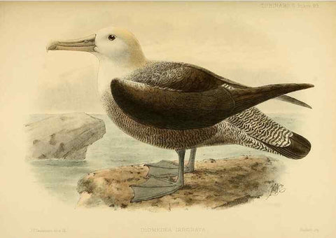 Reproducción/Reproduction 46913619904: A monograph of the petrels (order Tubinares) /. London :Witherby & Co. ...,1907-1910.. 
